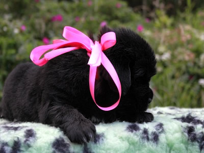 Щенки ньюфаундленда. Питомник Питерньюф. Newfoundland puppies. Piternyuf kennel.