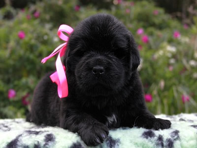 Щенки ньюфаундленда. Питомник Питерньюф. Newfoundland puppies. Piternyuf kennel.