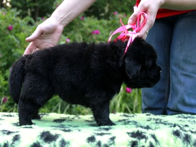 Щенки ньюфаундленда. Питомник Питерньюф. Newfoundland puppies. Piternyuf kennel.