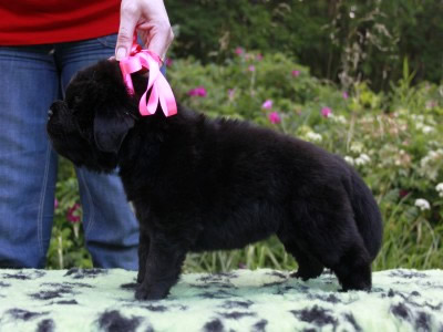 Щенки ньюфаундленда. Питомник Питерньюф. Newfoundland puppies. Piternyuf kennel.