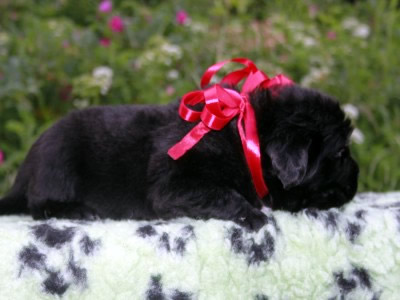 Щенки ньюфаундленда. Питомник Питерньюф. Newfoundland puppies. Piternyuf kennel.