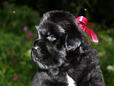 Щенки ньюфаундленда. Питомник Питерньюф. Newfoundland puppies. Piternyuf kennel.