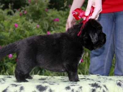 Щенки ньюфаундленда. Питомник Питерньюф. Newfoundland puppies. Piternyuf kennel.