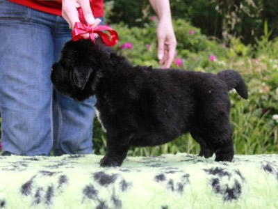 Щенки ньюфаундленда. Питомник Питерньюф. Newfoundland puppies. Piternyuf kennel.