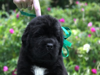 Щенки ньюфаундленда. Питомник Питерньюф. Newfoundland puppies. Piternyuf kennel.