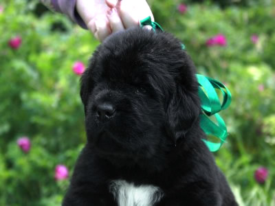 Щенки ньюфаундленда. Питомник Питерньюф. Newfoundland puppies. Piternyuf kennel.