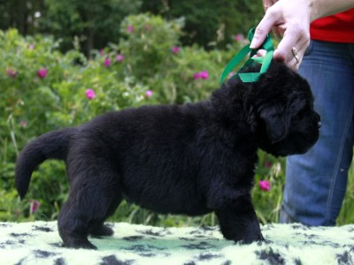 Щенки ньюфаундленда. Питомник Питерньюф. Newfoundland puppies. Piternyuf kennel.