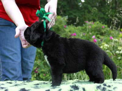 Щенки ньюфаундленда. Питомник Питерньюф. Newfoundland puppies. Piternyuf kennel.