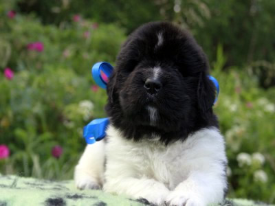 Щенки ньюфаундленда. Питомник Питерньюф. Newfoundland puppies. Piternyuf kennel.