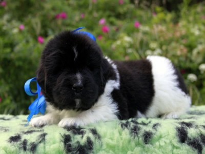 Щенки ньюфаундленда. Питомник Питерньюф. Newfoundland puppies. Piternyuf kennel.