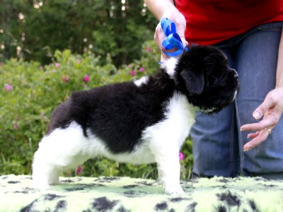 Щенки ньюфаундленда. Питомник Питерньюф. Newfoundland puppies. Piternyuf kennel.