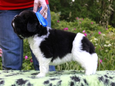 Щенки ньюфаундленда. Питомник Питерньюф. Newfoundland puppies. Piternyuf kennel.