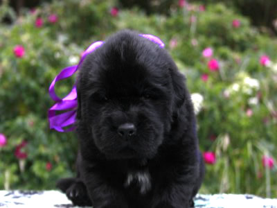 Щенки ньюфаундленда. Питомник Питерньюф. Newfoundland puppies. Piternyuf kennel.