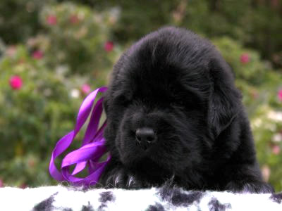 Щенки ньюфаундленда. Питомник Питерньюф. Newfoundland puppies. Piternyuf kennel.