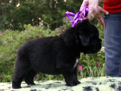 Щенки ньюфаундленда. Питомник Питерньюф. Newfoundland puppies. Piternyuf kennel.