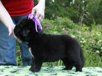 Щенки ньюфаундленда. Питомник Питерньюф. Newfoundland puppies. Piternyuf kennel.