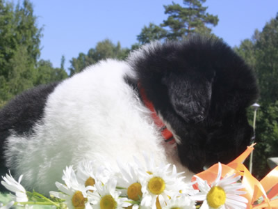 Щенки ньюфаундленда. Питомник Питерньюф. Newfoundland puppies. Piternyuf kennel.