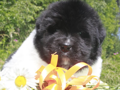 Щенки ньюфаундленда. Питомник Питерньюф. Newfoundland puppies. Piternyuf kennel.