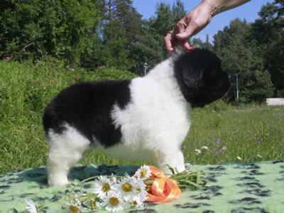 Щенки ньюфаундленда. Питомник Питерньюф. Newfoundland puppies. Piternyuf kennel.