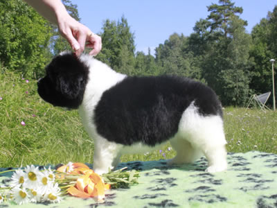 Щенки ньюфаундленда. Питомник Питерньюф. Newfoundland puppies. Piternyuf kennel.