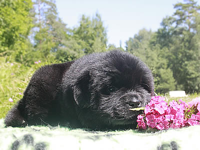 Щенки ньюфаундленда. Питомник Питерньюф. Newfoundland puppies. Piternyuf kennel.