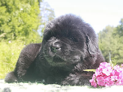 Щенки ньюфаундленда. Питомник Питерньюф. Newfoundland puppies. Piternyuf kennel.