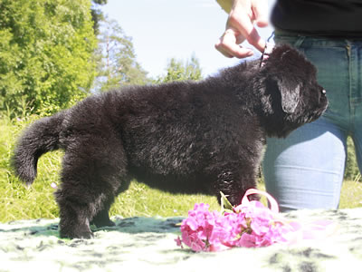 Щенки ньюфаундленда. Питомник Питерньюф. Newfoundland puppies. Piternyuf kennel.