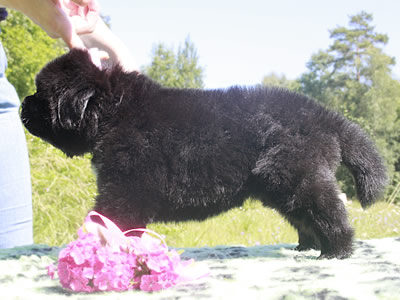 Щенки ньюфаундленда. Питомник Питерньюф. Newfoundland puppies. Piternyuf kennel.