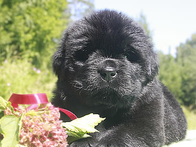 Щенки ньюфаундленда. Питомник Питерньюф. Newfoundland puppies. Piternyuf kennel.