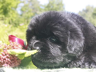 Щенки ньюфаундленда. Питомник Питерньюф. Newfoundland puppies. Piternyuf kennel.