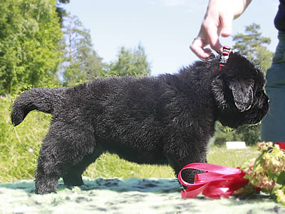 Щенки ньюфаундленда. Питомник Питерньюф. Newfoundland puppies. Piternyuf kennel.