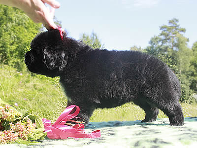 Щенки ньюфаундленда. Питомник Питерньюф. Newfoundland puppies. Piternyuf kennel.