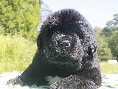 Щенки ньюфаундленда. Питомник Питерньюф. Newfoundland puppies. Piternyuf kennel.