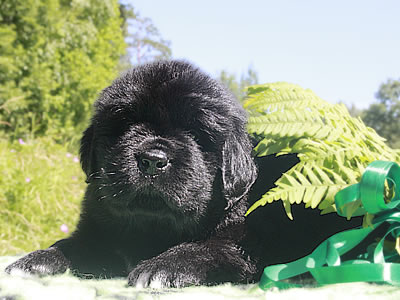 Щенки ньюфаундленда. Питомник Питерньюф. Newfoundland puppies. Piternyuf kennel.