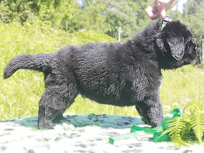 Щенки ньюфаундленда. Питомник Питерньюф. Newfoundland puppies. Piternyuf kennel.