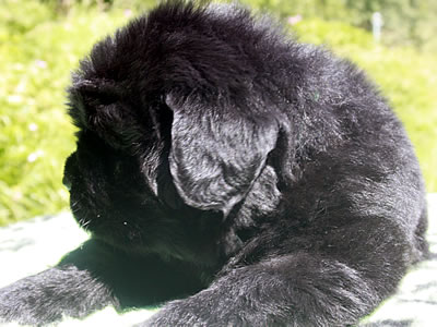 Щенки ньюфаундленда. Питомник Питерньюф. Newfoundland puppies. Piternyuf kennel.