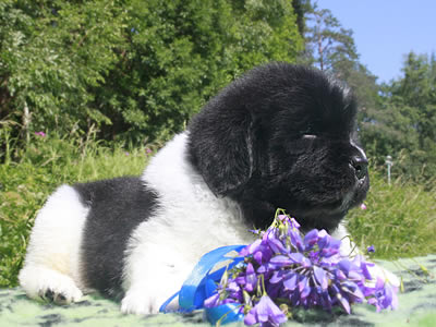 Щенки ньюфаундленда. Питомник Питерньюф. Newfoundland puppies. Piternyuf kennel.