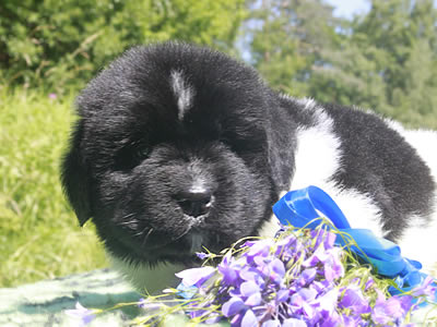 Щенки ньюфаундленда. Питомник Питерньюф. Newfoundland puppies. Piternyuf kennel.