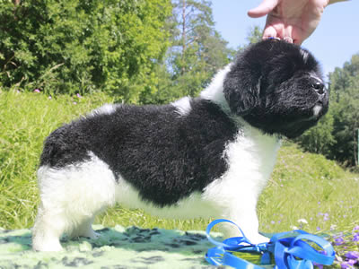 Щенки ньюфаундленда. Питомник Питерньюф. Newfoundland puppies. Piternyuf kennel.