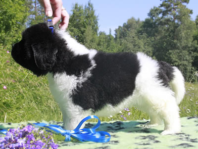 Щенки ньюфаундленда. Питомник Питерньюф. Newfoundland puppies. Piternyuf kennel.