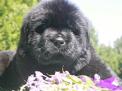 Щенки ньюфаундленда. Питомник Питерньюф. Newfoundland puppies. Piternyuf kennel.