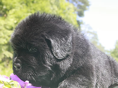 Щенки ньюфаундленда. Питомник Питерньюф. Newfoundland puppies. Piternyuf kennel.