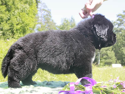 Щенки ньюфаундленда. Питомник Питерньюф. Newfoundland puppies. Piternyuf kennel.