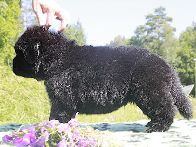 Щенки ньюфаундленда. Питомник Питерньюф. Newfoundland puppies. Piternyuf kennel.