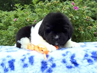 Щенки ньюфаундленда. Питомник Питерньюф. Newfoundland puppies. Piternyuf kennel.