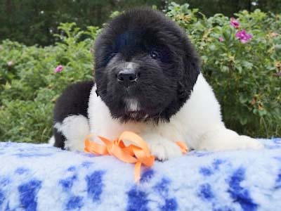 Щенки ньюфаундленда. Питомник Питерньюф. Newfoundland puppies. Piternyuf kennel.