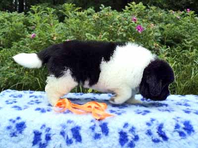 Щенки ньюфаундленда. Питомник Питерньюф. Newfoundland puppies. Piternyuf kennel.