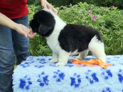 Щенки ньюфаундленда. Питомник Питерньюф. Newfoundland puppies. Piternyuf kennel.