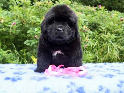 Щенки ньюфаундленда. Питомник Питерньюф. Newfoundland puppies. Piternyuf kennel.