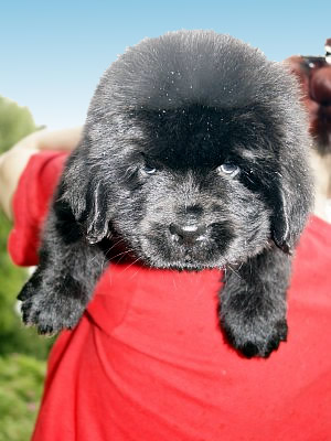 Щенки ньюфаундленда. Питомник Питерньюф. Newfoundland puppies. Piternyuf kennel.